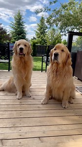 428K views · 29K reactions | Here's ten signs your Golden Retriever loves you .. though i'm sure these would apply to most dogs 瑩 | Sterling Newton | Facebook