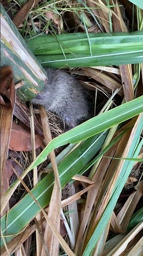 Bamboo rat trap: A smart and sustainable solution