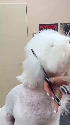 #dog#Cute Pet Debut Plan.#Doll#Bichon Frise haircut tutorial#Teddy grooming and haircuttin