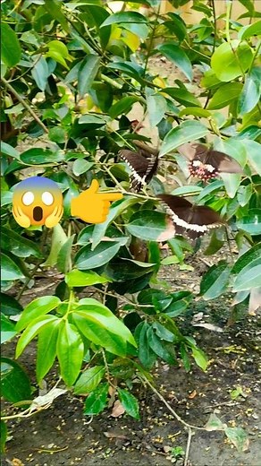 Amazing Butterfly Flying in 4K | Nature Beauty 🌿