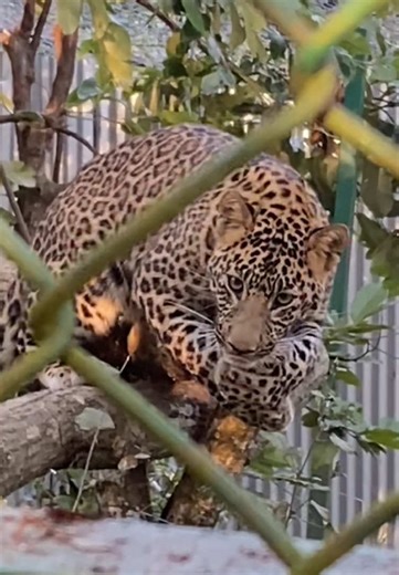 पशु लालचको संसार: चिडियाघरको अन्वेषण