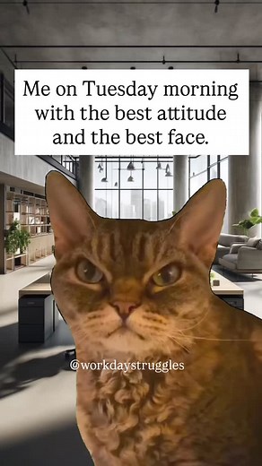 5.8K views · 438 reactions | Me on Tuesday morning with the best attitude and the best face. Follow @workdaystruggles for more relatable and funny work memes. #funnyworkmemes #tuesdaymood #funnymemes #9to5life #9to5humor #workdaystruggles #tuesdaymorning #workweekmood #relatablememes Tuesday morning humor, funny Tuesday memes, relatable work memes, office humor, Tuesday mood, work week struggles, funny work memes | Workday Struggles | Facebook