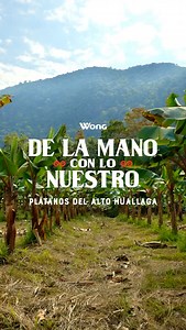 16K views · 2.5K reactions | Detrás de cada árbol de plátano en el Alto Huallaga, hay una cadena de cuidado que se debe seguir rigurosamente para lograr el producto final. 欄 Mira este video y conoce más sobre este proceso. Wong, de la mano con lo nuestro. #dlmcln | Wong | Facebook
