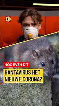 Hantavirus: how dangerous is it? | #news