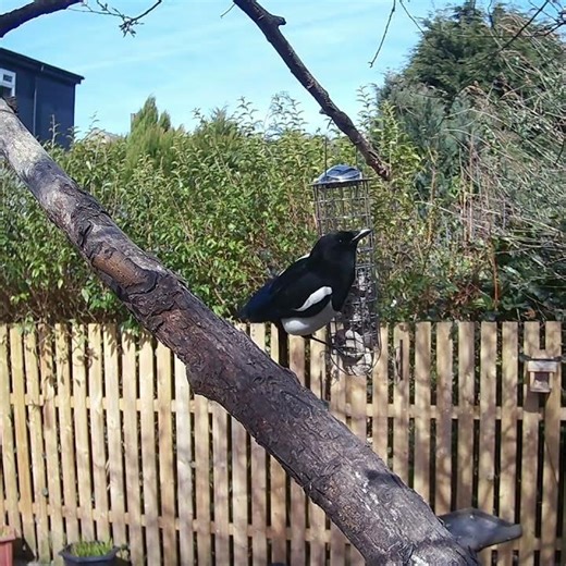 Magpies feeding on the fat balls under the garden tree