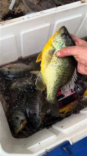 Shellcracker slabs #fishing #santeecooper