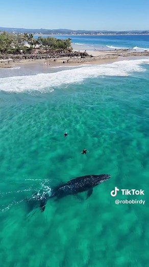 Close Encounters: Whale Wildlife and Nature in Australia
