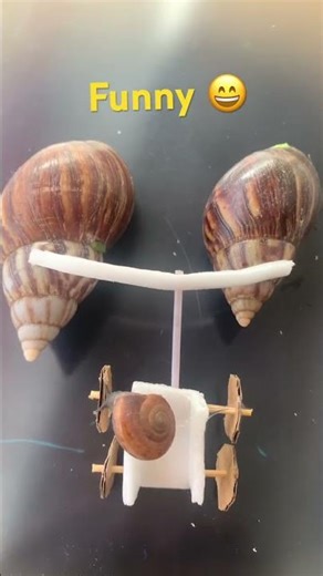 🐌🤣 Snails proving slow is the new funny. #funnyanimals