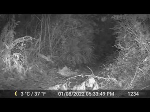 Western Screech Owl Hunting at Night Video