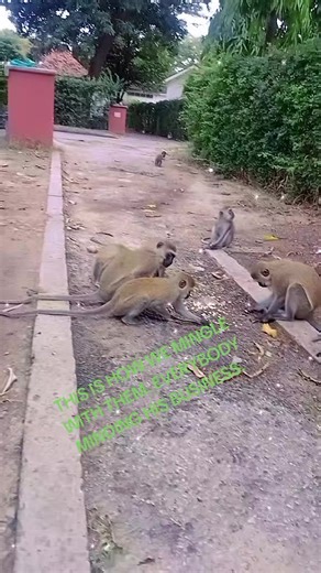 # Monkey