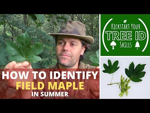 How To Identify Field Maple in Summer