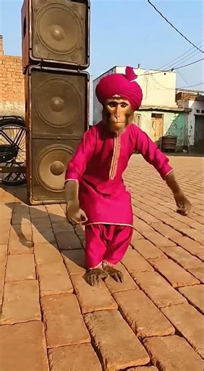 Monkey in Indian Outfit Dancing Like a Human 😂🕺🐒 #funny #animals #monkey #catfocus #cute