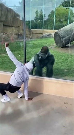 Gorilla vs. Breakdancer: A Wild Showdown! 🦍 #gorilla #breakdance #zoo #animalencounter