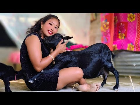 😱 Goat Sitting Funny Moment! What did the goat do today? 😂 | Goat Riding Vlog