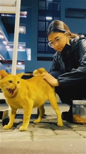 😺 When a Cat Goes Off Script