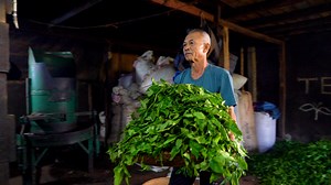 It takes hundreds of tea leaves and some skilled footwork to make kejek tea. The drink has been used in a ritual that dates back at least a century in West Java, Indonesia. But the country is losing tea plantations fast as fewer people see tea-making as a viable career. We went to Cigedug village to see how kejek tea is still standing in a struggling tea industry. | Business Insider