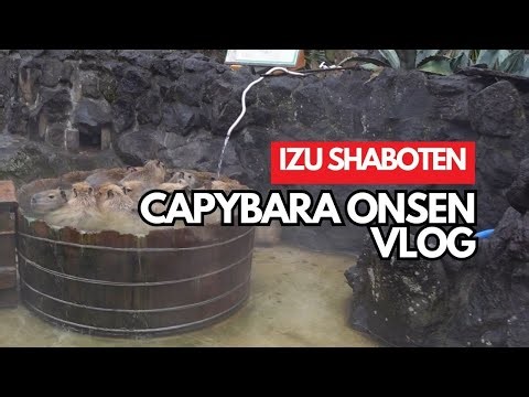 Japan’s Adorable Capybara Onsen 🛁 | Izu Shaboten Zoo Review