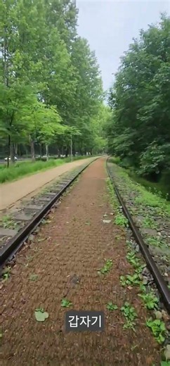 한 바탕 소나기 내린 화랑대 숲 기찻길#화랑대역 #화랑대기차길#비온후#걷기좋은길