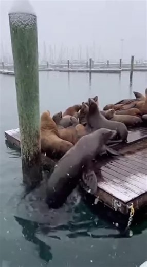 Promptopia AI on Instagram: "A group of sea lions crowd onto a floating dock at a snowy winter harbor when suddenly, one massive sea lion lunges up and belly-flops onto the platform. The entire dock dips sharply under the weight, sending water splashing over the edge as the whole group slides and shifts before the dock slowly rebounds!"