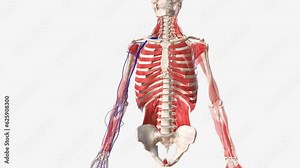 The cephalic vein, along with the basilic vein, is one of the primary superficial veins that drain the upper limb .