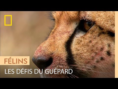 Les défis du guépard : attraper une proie et... la garder