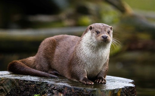 Celebrate World Otter Day With These 5 Surprising Otter Facts