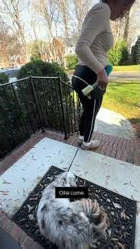 ￼It’s difficult to achieve LLW if your dog is overly excited/nervous with the outside environment ￼￼