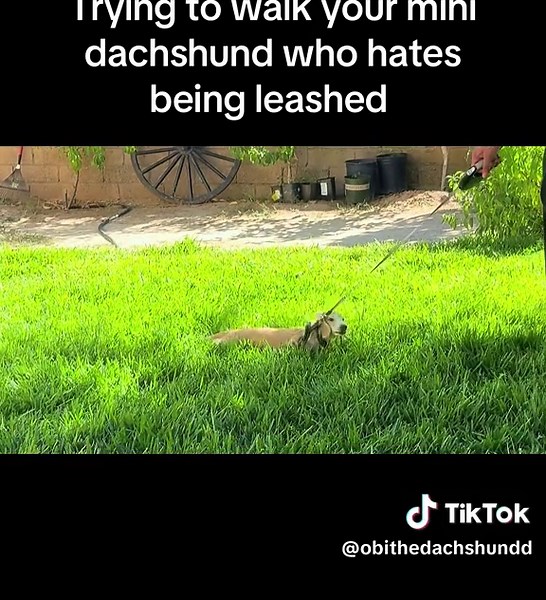 Mini Dachshund Struggles with Leash Training