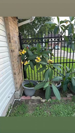 Robert Osborn on Reels