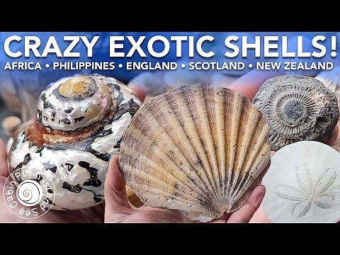 Crazy Exotic Shells | International Shelling | Shell & Beach Shares | Virtual Shelling | Plum Island