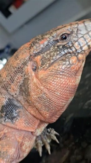 OG Ruby-Red line Hybrid Tegu