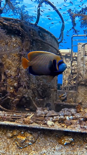 Who else loves seeing the Emperor Angelfish? Did you know that the juveniles look nothing like adults? As they mature, they undergo a gradual transformation into what you see here. The iconic yellow-and-blue striped adult with a black eye mask and electric-blue highlights. 📷: Joseph Leverton @big.blue.sea (IG) | SSI