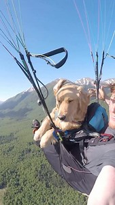 93K views · 83K reactions | That one time @kickerdogmuse went paragliding. Thankfully kicker is about a chill as golden retrievers come. He was redundantly harnessed in with climbing grade gear. My friend @ak_johnross who at the time was an instructor took him for his first flight. I would say we did great!  #goldenretriever #adventuredog #adventure #happydog #epic #alaska @gopro | Andrew Muse | Facebook
