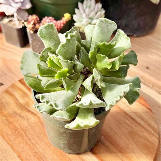 Adromischus Cristatus “crinkle Leaf” Succulent | Gray Green Wavy Edged Leaves | Live Plant - Etsy