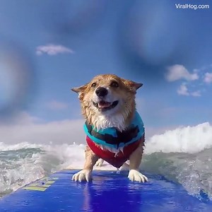 1.5M views · 9.7K reactions | This corgi surfing is so incredible to watch!   | Daily Mail Animals | Facebook