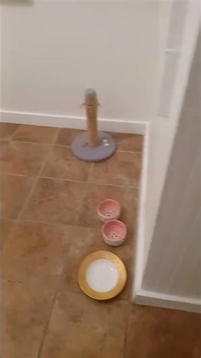 bad kitty poops in laundry room