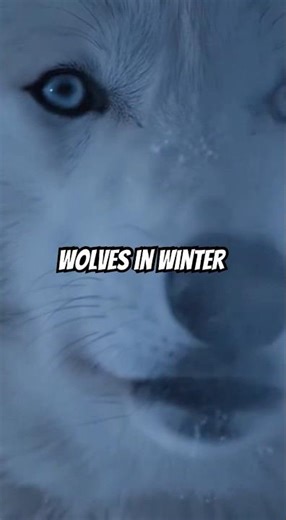 Winter Wolf ASMR: The Silence Before the Howl ❄️🐺