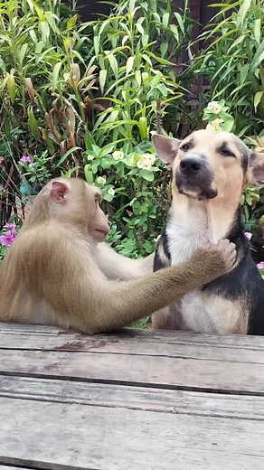 Mr. Monkey and Dog's Hilarious Showdown