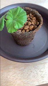 【多年草】ゼラニウム の 挿し木 3か月目です