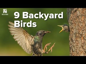 Backyard Birds: 9 Beautiful Bird Species To Look For In Your Own Yard