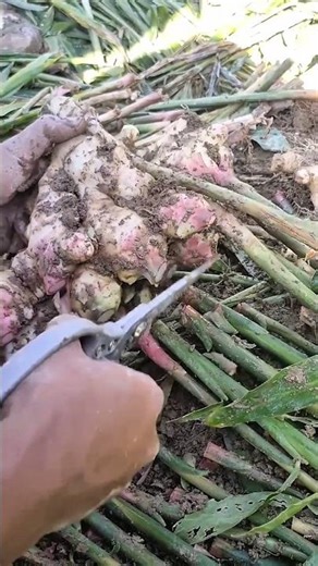 Trees being cut down after ginger extraction