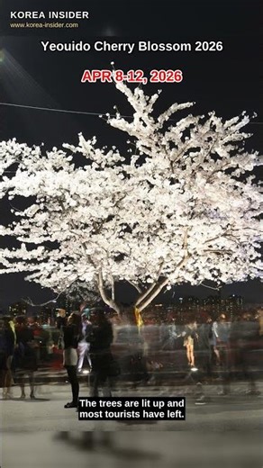 Yeouido Cherry Blossom Festival 2026 | Seoul's Most Instagrammable Spot