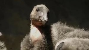 California condors ready for life in the wild