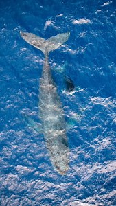 2.7K views · 7.6K reactions | Baby breaches   These calves usually surface to breathe every three to six minutes, while mothers with a larger lung capacity can stay underwater longer. 冀Calves commonly swim in circles near the surface while mom rests below.冀  Research activities authorized under NMFS/MMPA ESA Permit #21321 following all guidelines. The UAS pilot holds FAA Part 107 authorization. #pacificwhalefoundation | Pacific Whale Foundation | Facebook