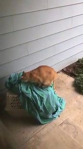 We made an astonishing discovery today! Titan, the elderly feral cat who showed up at our feeding station last week near death, has another name... Mr. Pickles... and is FIFTEEN years old!!! This video shows him in April 2016, after Tiberius (the cat who survived three days of record heat with a jar stuck on his head: https://www.facebook.com/tinykittens/videos/1306241426117385/ ) recovered and returned home (he was in the crate). The two are apparently besties, and are part of a sub-colony of o