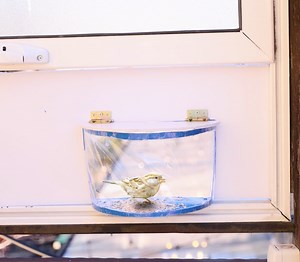 97K views · 180 reactions | DIY Pet Projects: Recycle Old Materials for Your Furry Friends | 5-Minute Crafts Play | Facebook