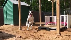 Werbung Little Amadeus - mal anders. Was heutzutage alles so möglich ist :-). Keine Sorge, er rennt Euch nicht um.... oder doch ;-)? Habt einen schönen Abend - vielleicht mit Tanz in den Mai. Eure Wirs | Start ins - neue - Leben