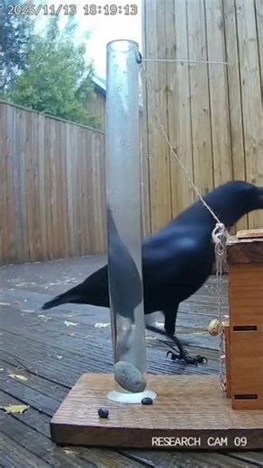 Genius Crow Solves 8-Step Puzzle for Peanut! 🧠🐦 #SmartCrow #AnimalGenius