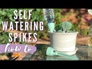 How To Use Self Watering Spikes On Outdoor + Indoor Plants | Potting Purple Plant Propagations 😈