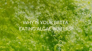 4 Reasons Your Betta Is Eating Algae Wafers